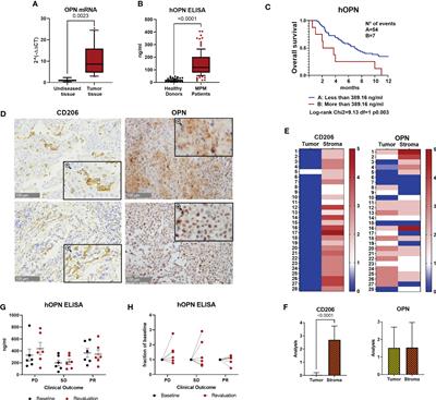 Important functional role of the protein osteopontin in the progression of malignant pleural mesothelioma